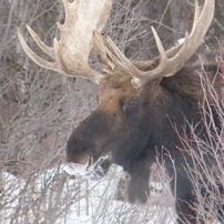 Moose brunch
