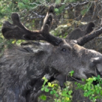 Moose Brunch, Grand Teton National Pk
